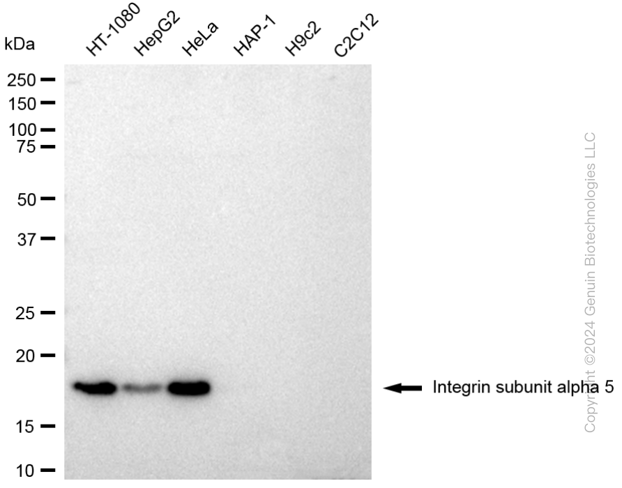 KD-Validated Anti-Integrin Subunit Alpha 5 Rabbit Polyclonal Antibody ABG1770