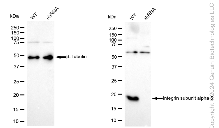 KD-Validated Anti-Integrin Subunit Alpha 5 Rabbit Polyclonal Antibody ABG1770