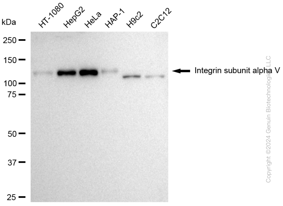KD-Validated Anti-Integrin Subunit Alpha V Rabbit Polyclonal Antibody ABG1771