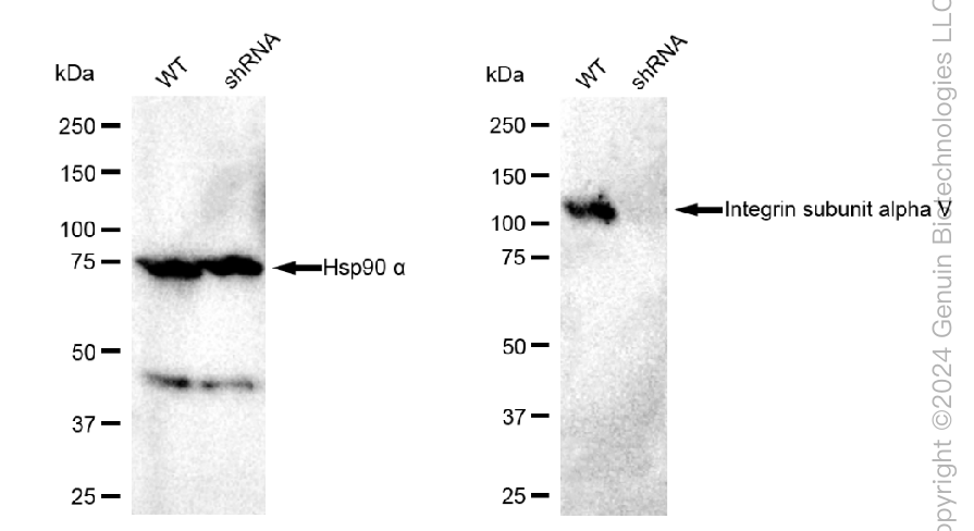 KD-Validated Anti-Integrin Subunit Alpha V Rabbit Polyclonal Antibody ABG1771