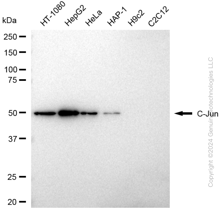 KD-Validated Anti-JUN Rabbit Polyclonal Antibody ABG1772