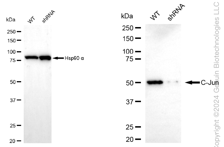 KD-Validated Anti-JUN Rabbit Polyclonal Antibody ABG1772