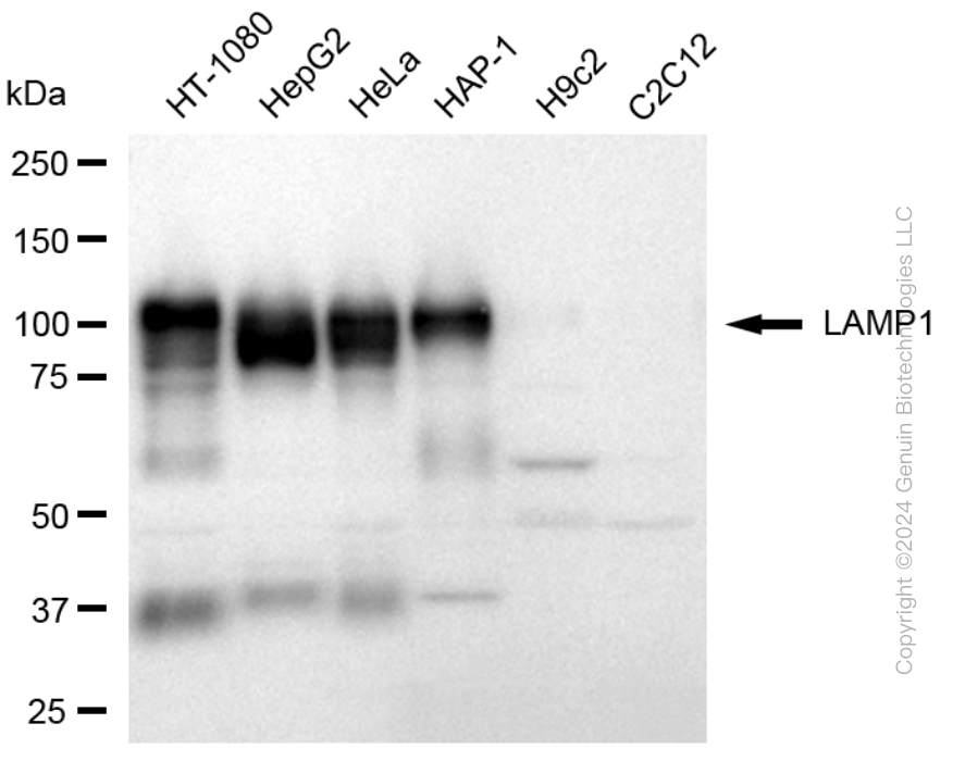 KD-Validated Anti-LAMP1 Rabbit Polyclonal Antibody ABG1773