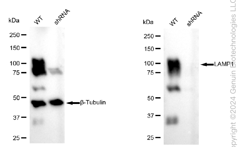 KD-Validated Anti-LAMP1 Rabbit Polyclonal Antibody ABG1773
