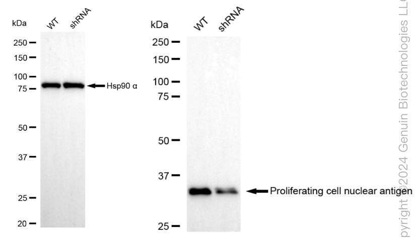 KD-Validated Anti-Proliferating Cell Nuclear Antigen Rabbit Polyclonal Antibody ABG1774
