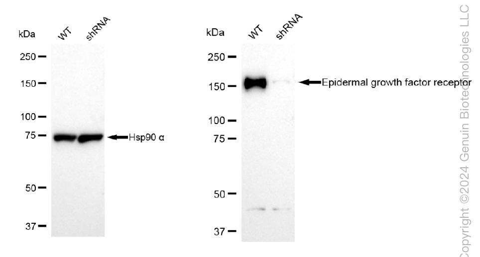 KD-Validated Anti-Epidermal Growth Factor Receptor Rabbit Polyclonal Antibody ABG1775