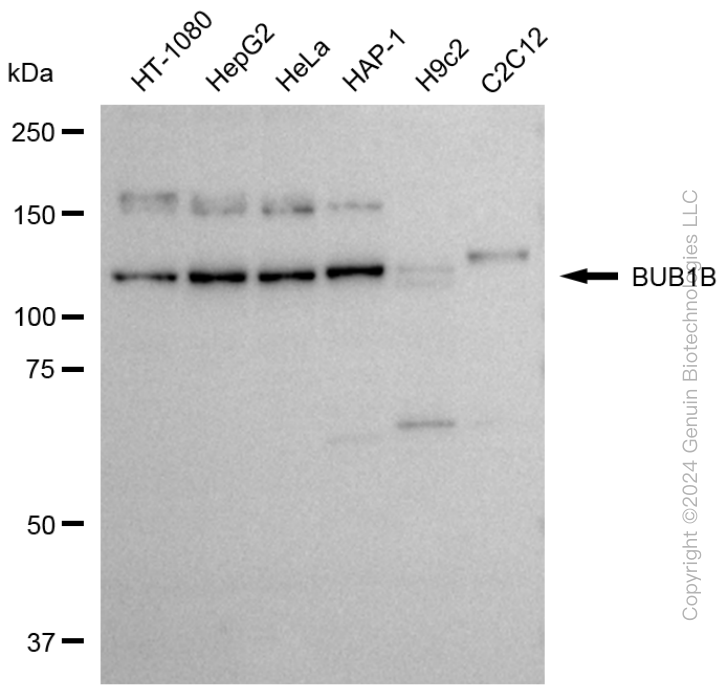 KD-Validated Anti-BUB1B Rabbit Polyclonal Antibody ABG1777