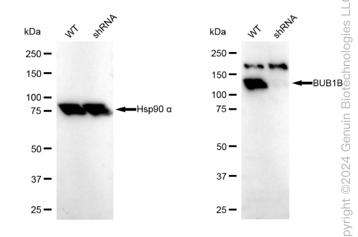 KD-Validated Anti-BUB1B Rabbit Polyclonal Antibody ABG1777