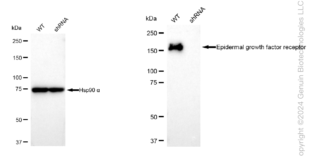 KD-Validated Anti-Epidermal Growth Factor Receptor Rabbit Polyclonal Antibody ABG1778