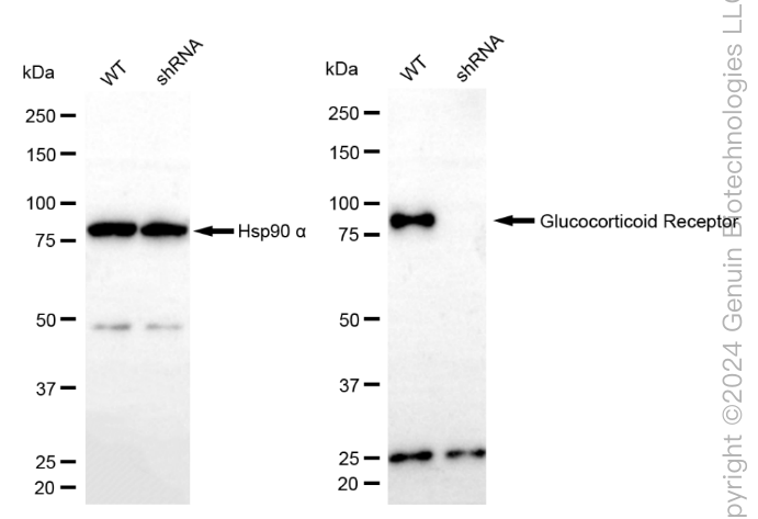KD-Validated Anti-NR3C1 Mouse Monoclonal Antibody ABG1779