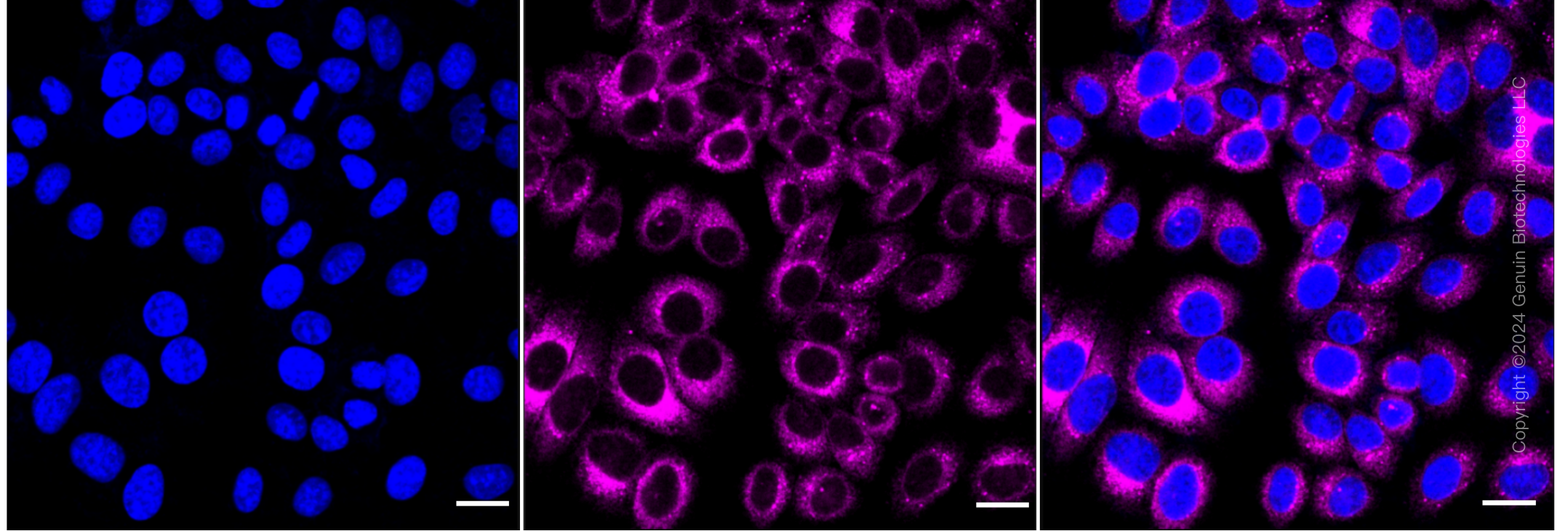 KD-Validated Anti-Prolyl 4-Hydroxylase Subunit Beta Mouse Monoclonal Antibody ABG1780