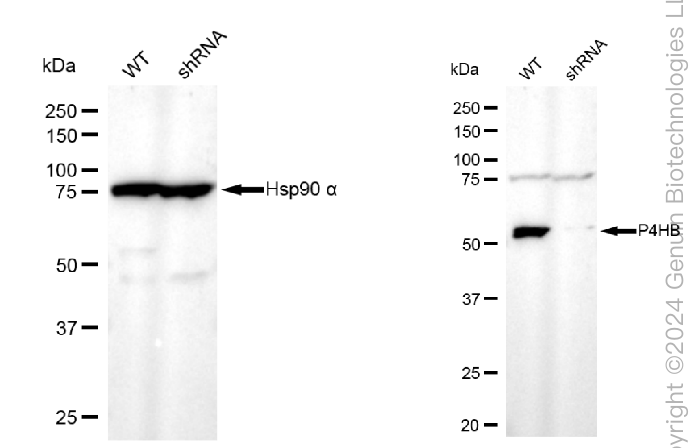 KD-Validated Anti-Prolyl 4-Hydroxylase Subunit Beta Mouse Monoclonal Antibody ABG1780