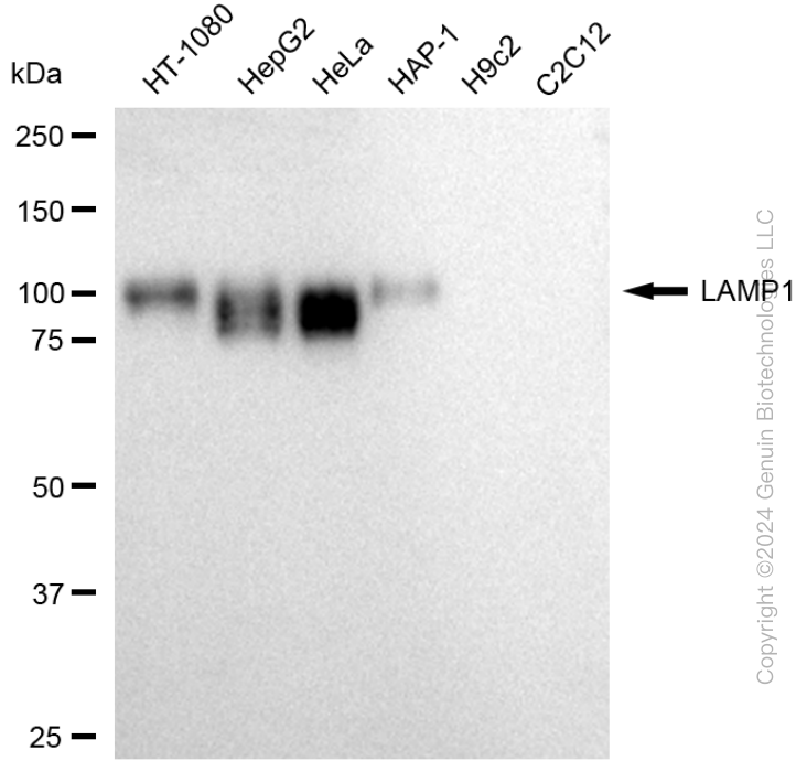 KD-Validated Anti-LAMP1 Mouse Monoclonal Antibody ABG1781