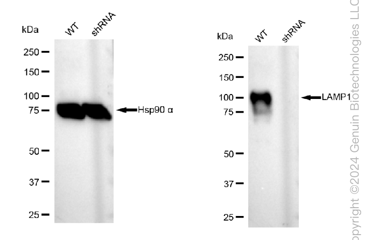 KD-Validated Anti-LAMP1 Mouse Monoclonal Antibody ABG1781