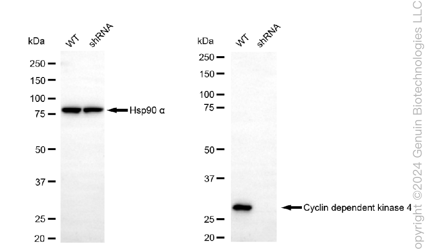 KD-Validated Anti-Cyclin Dependent Kinase 4 Mouse Monoclonal Antibody ABG1782