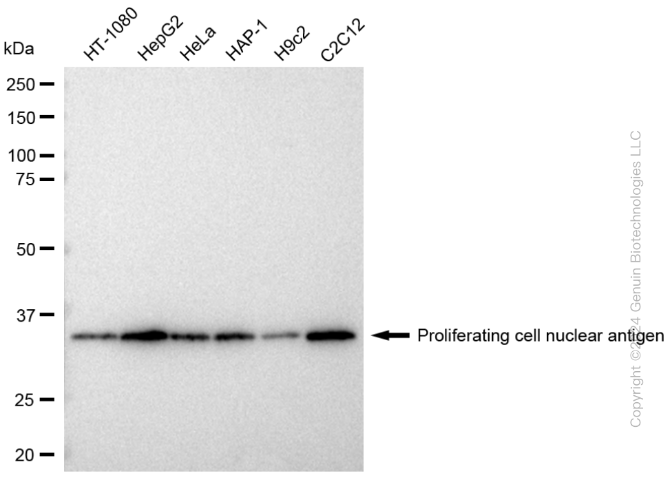 KD-Validated Anti-PCNA Mouse Monoclonal Antibody ABG1783