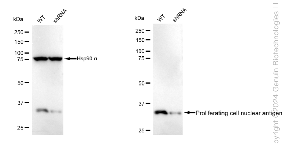 KD-Validated Anti-PCNA Mouse Monoclonal Antibody ABG1783