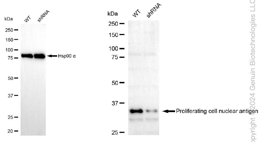 KD-Validated Anti-PCNA Mouse Monoclonal Antibody ABG1784