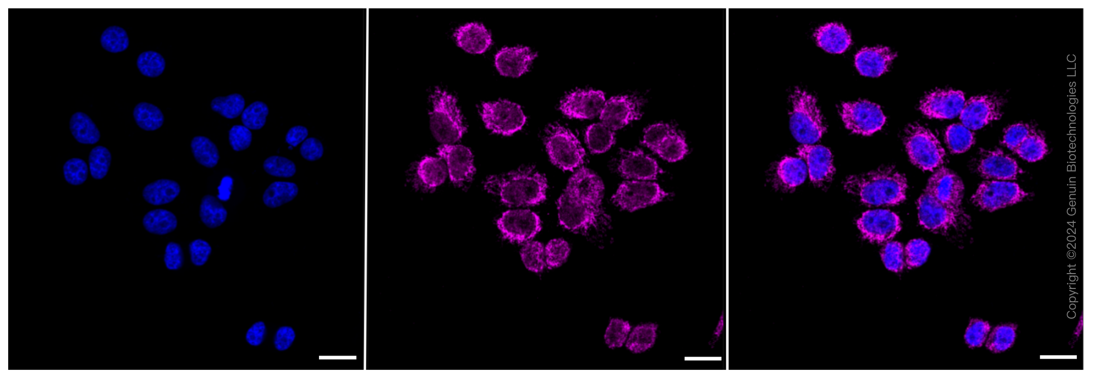 KD-Validated Anti-Exo/Endonuclease G Rabbit Monoclonal Antibody ABG1786