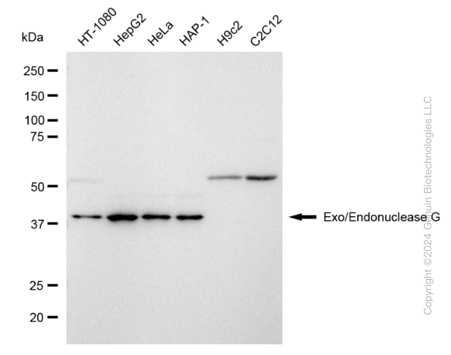 KD-Validated Anti-Exo/Endonuclease G Rabbit Monoclonal Antibody ABG1786