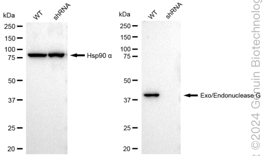 KD-Validated Anti-Exo/Endonuclease G Rabbit Monoclonal Antibody ABG1786