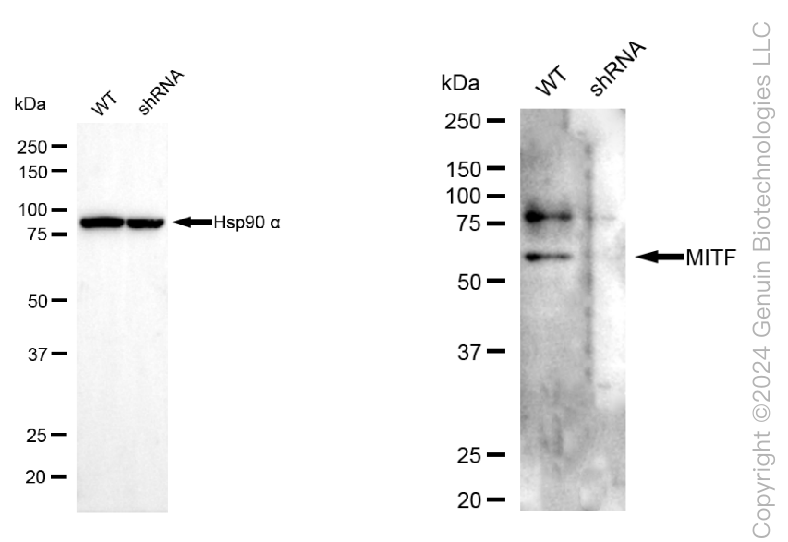 KD-Validated Anti-MITF Mouse Monoclonal Antibody ABG1787