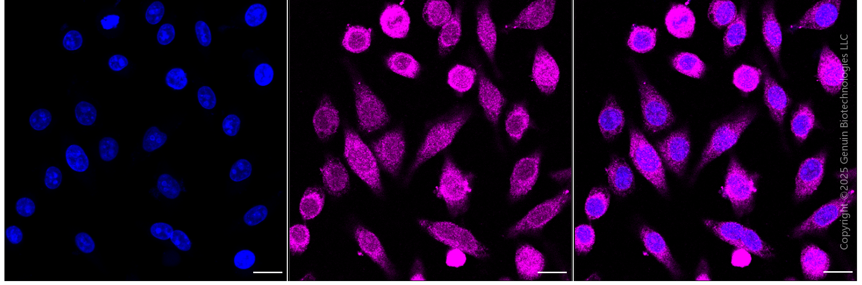 KD-Validated Anti-BCL10 Mouse Monoclonal Antibody ABG1788