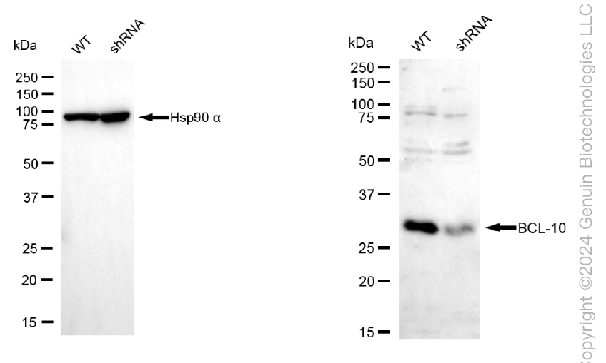 KD-Validated Anti-BCL10 Mouse Monoclonal Antibody ABG1788