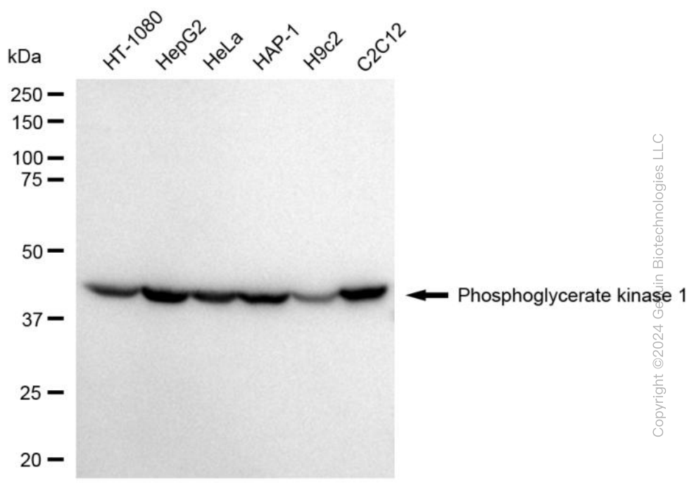 KD-Validated Anti-Phosphoglycerate Kinase 1 Mouse Monoclonal Antibody ABG1789