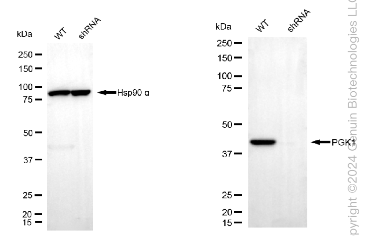 KD-Validated Anti-Phosphoglycerate Kinase 1 Mouse Monoclonal Antibody ABG1789