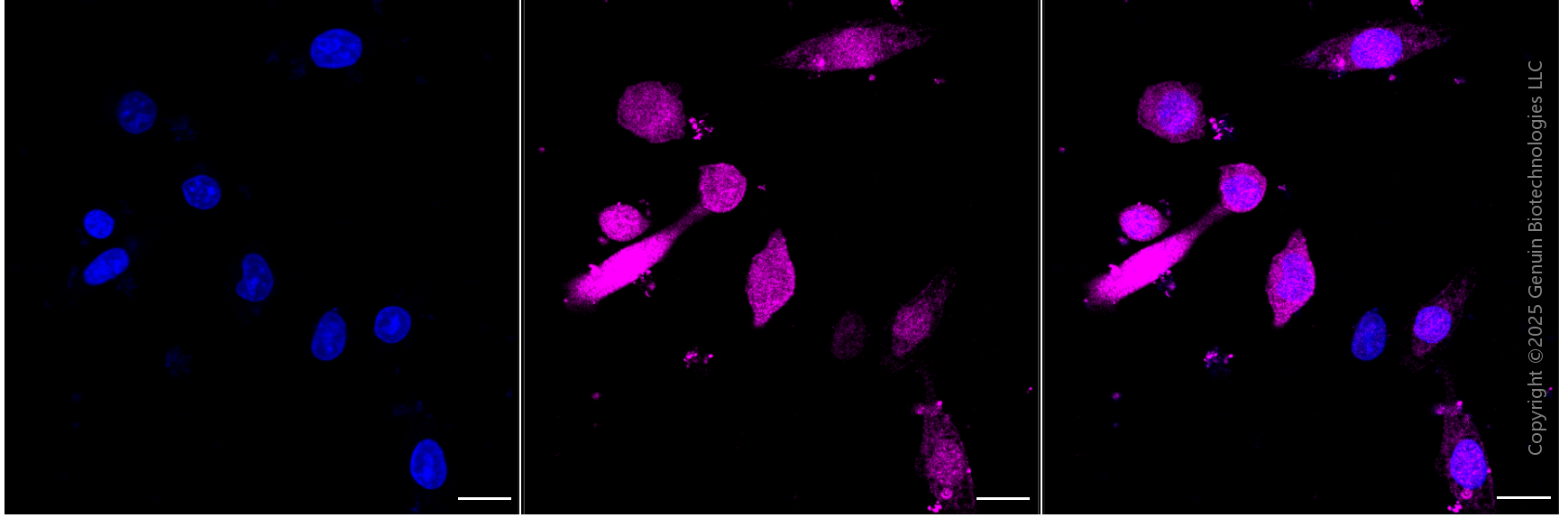 KD-Validated Anti-Adenylate Kinase 1 Mouse Monoclonal Antibody ABG1790