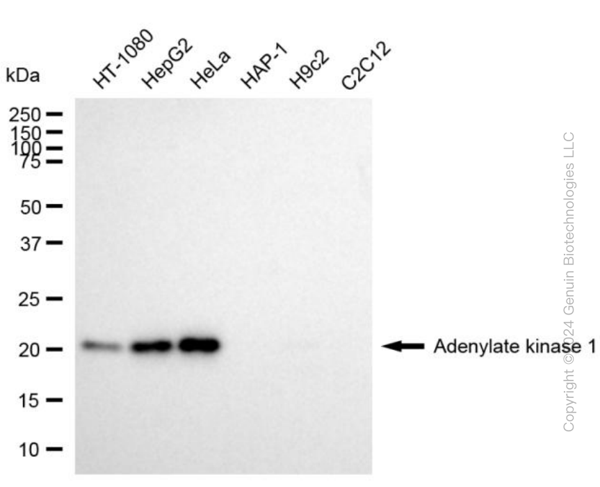 KD-Validated Anti-Adenylate Kinase 1 Mouse Monoclonal Antibody ABG1790