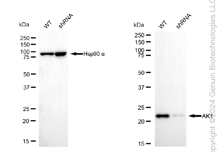 KD-Validated Anti-Adenylate Kinase 1 Mouse Monoclonal Antibody ABG1790