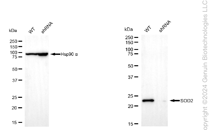 KD-Validated Anti-Superoxide Dismutase 2 Mouse Monoclonal Antibody ABG1791