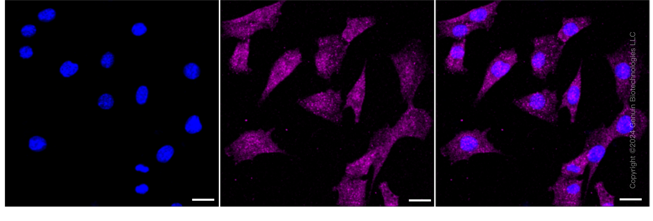 KD-Validated Anti-Mitogen-Activated Protein Kinase 1 Rabbit Monoclonal Antibody ABG1792