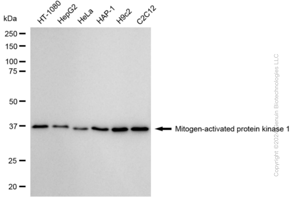 KD-Validated Anti-Mitogen-Activated Protein Kinase 1 Rabbit Monoclonal Antibody ABG1792