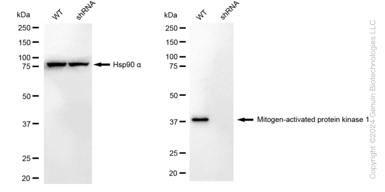 KD-Validated Anti-Mitogen-Activated Protein Kinase 1 Rabbit Monoclonal Antibody ABG1792