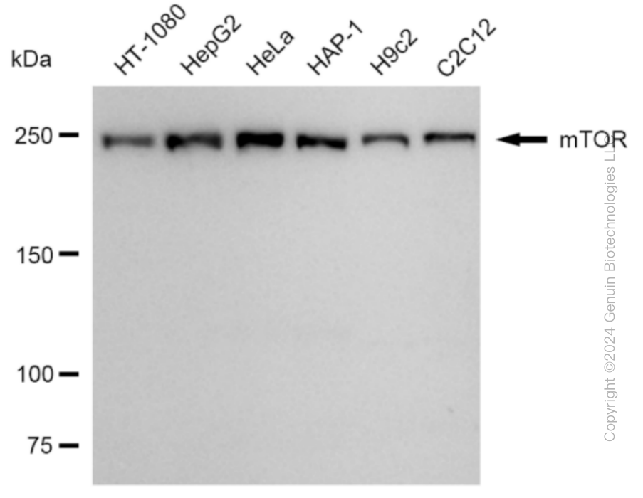 KD-Validated Anti-MTOR Rabbit Monoclonal Antibody ABG1793