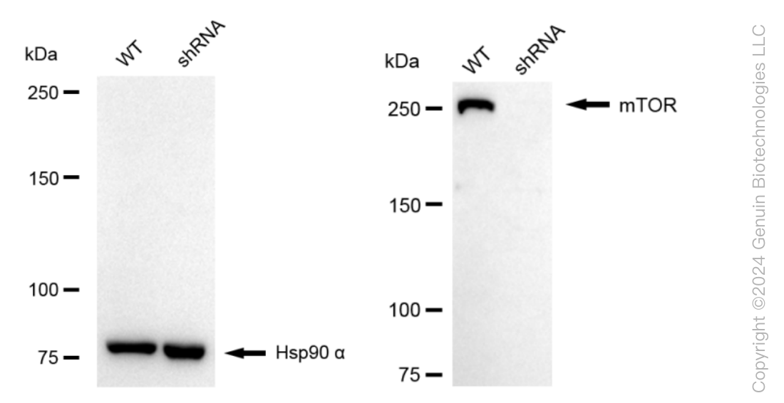 KD-Validated Anti-MTOR Rabbit Monoclonal Antibody ABG1793