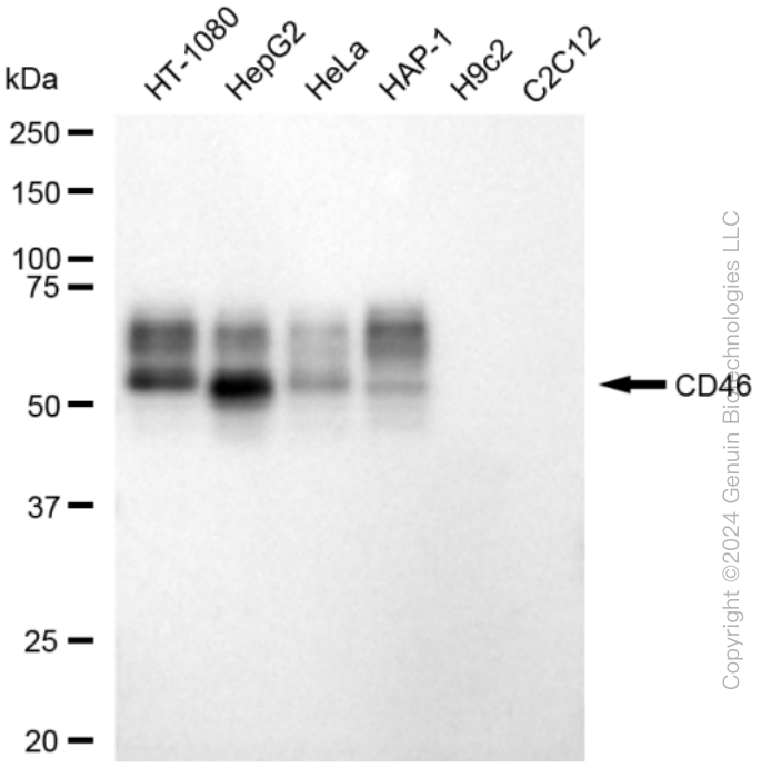 KD-Validated Anti-CD46 Rabbit Monoclonal Antibody ABG1794