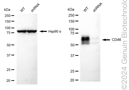 KD-Validated Anti-CD46 Rabbit Monoclonal Antibody ABG1794