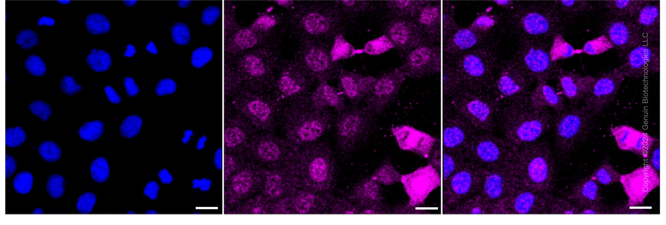 KD-Validated Anti-Phospho-eIF2 alpha (Ser51) Rabbit Monoclonal Antibody ABG1795