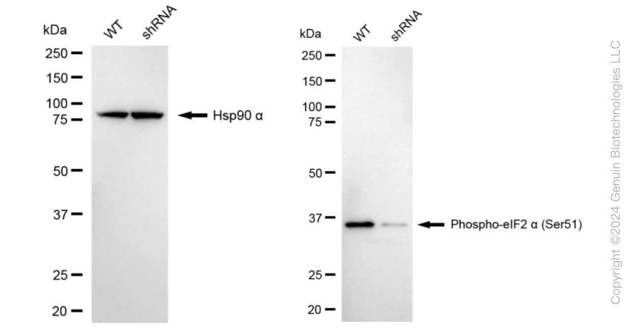 KD-Validated Anti-Phospho-eIF2 alpha (Ser51) Rabbit Monoclonal Antibody ABG1795