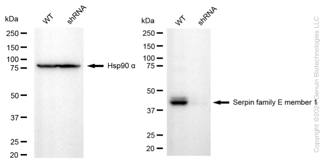 KD-Validated Anti-Serpin Family E Member 1 Rabbit Monoclonal Antibody ABG1796