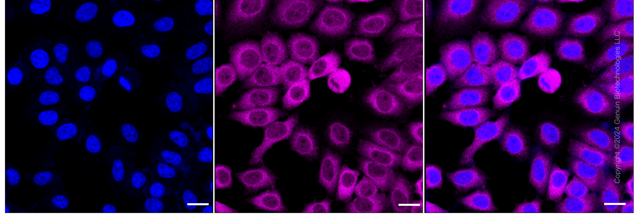 KD-Validated Anti-T-Complex 1 Rabbit Monoclonal Antibody ABG1797