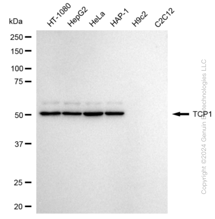 KD-Validated Anti-T-Complex 1 Rabbit Monoclonal Antibody ABG1797