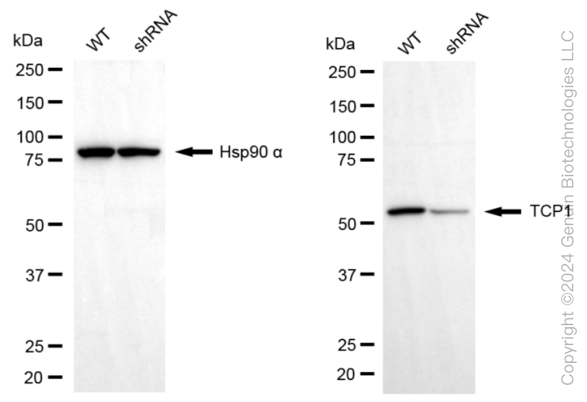 KD-Validated Anti-T-Complex 1 Rabbit Monoclonal Antibody ABG1797