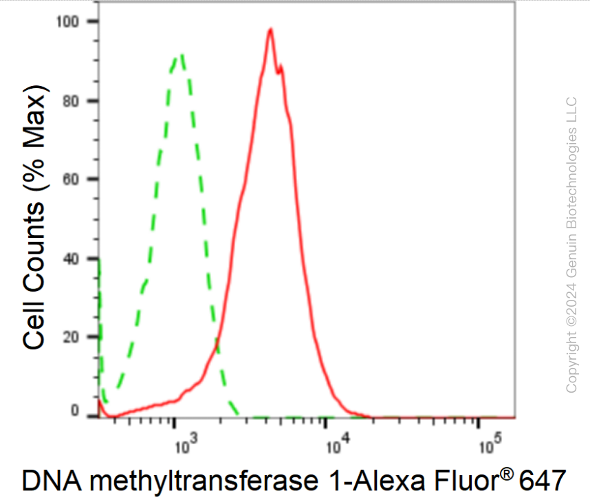 KD-Validated Anti-DNA Methyltransferase 1 Rabbit Monoclonal Antibody ABG1798
