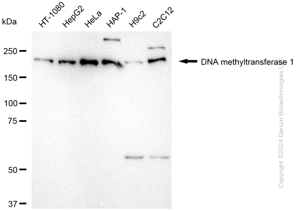 KD-Validated Anti-DNA Methyltransferase 1 Rabbit Monoclonal Antibody ABG1798