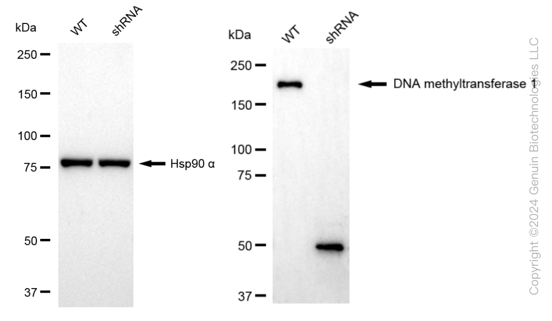 KD-Validated Anti-DNA Methyltransferase 1 Rabbit Monoclonal Antibody ABG1798